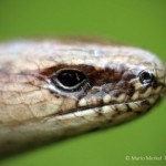 Blindschleiche (Anguis fragilis)