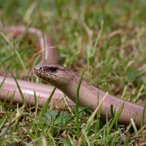 Blindschleiche (Anguis fragilis)