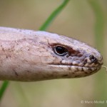 Blindschleiche (Anguis fragilis)