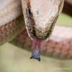 Blindschleiche (Anguis fragilis)