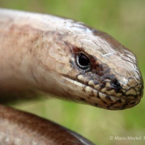 Blindschleiche (Anguis fragilis)