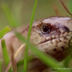 Blindschleiche (Anguis fragilis)