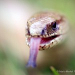 Blindschleiche (Anguis fragilis)