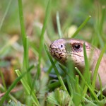 Blindschleiche (Anguis fragilis)