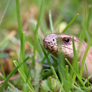 Blindschleiche (Anguis fragilis)