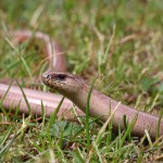 Blindschleiche (Anguis fragilis)