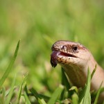 Blindschleiche (Anguis fragilis)