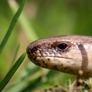 Blindschleiche (Anguis fragilis)