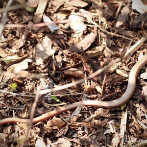 Blindschleiche (Anguis fragilis)