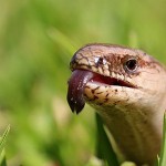 Blindschleiche (Anguis fragilis)