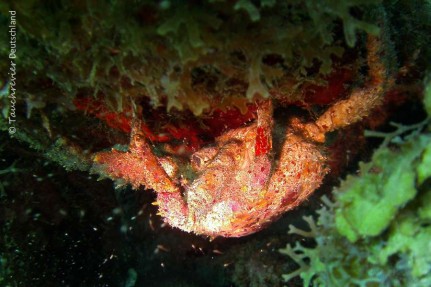 2015_Curacao_PICT0096