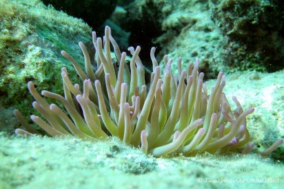 2015_Curacao_PICT0114