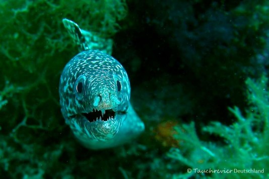 2015_Curacao_PICT0208