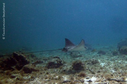 2015_Curacao_PICT0221