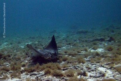 2015_Curacao_PICT0229