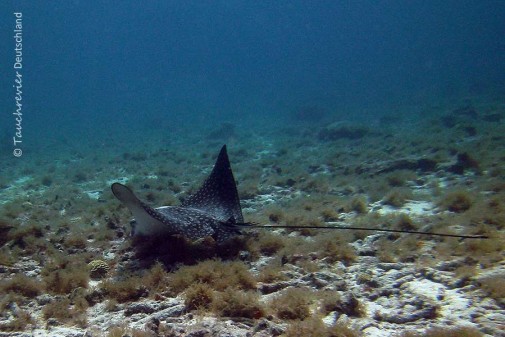 2015_Curacao_PICT0229