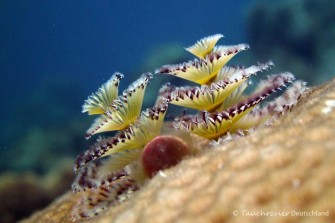 2015_Curacao_PICT0297