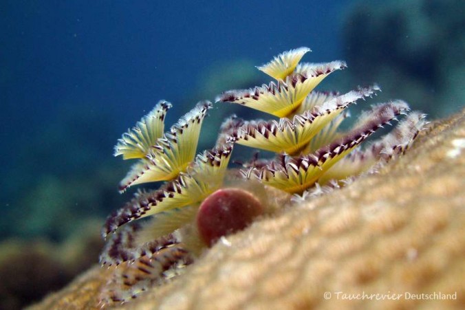 2015_Curacao_PICT0297