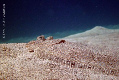 2015_Curacao_PICT0312