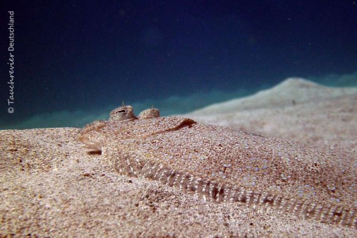 2015_Curacao_PICT0312