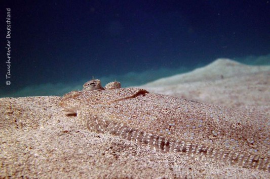 2015_Curacao_PICT0312