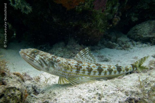 2015_Curacao_PICT0342