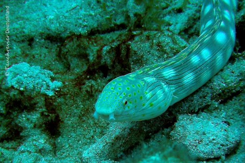 2015_Curacao_PICT0373