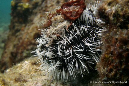 2015_Curacao_PICT0376