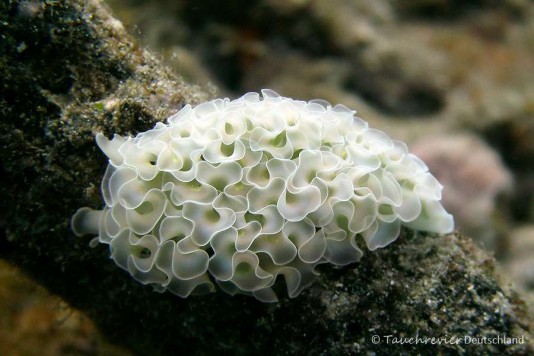 2015_Curacao_PICT0419