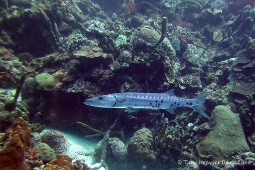 2015_Curacao_PICT0448