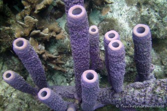 2015_Curacao_PICT0455