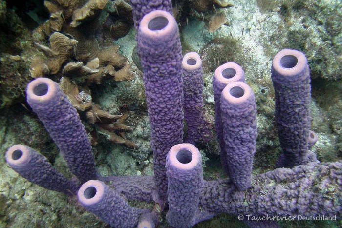 2015_Curacao_PICT0455