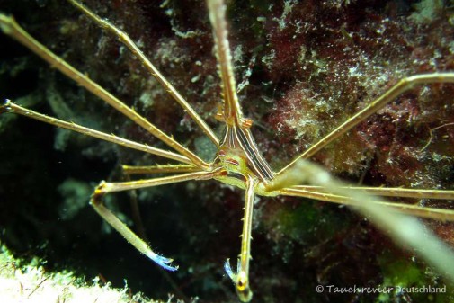 2015_Curacao_PICT0484