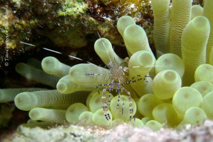 2015_Curacao_PICT0520