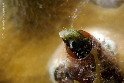 2015_Curacao_PICT0614