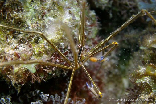 2015_Curacao_PICT0631