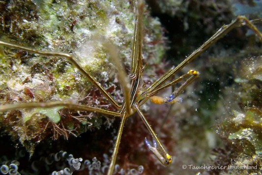 2015_Curacao_PICT0631