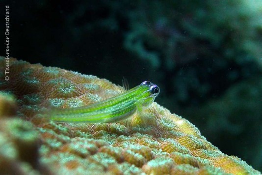 2015_Curacao_PICT0661