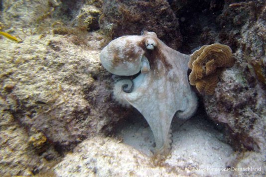 2015_Curacao_PICT0681