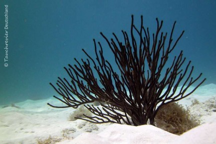 2015_Curacao_PICT0693