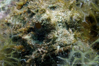 2015_Curacao_PICT0730