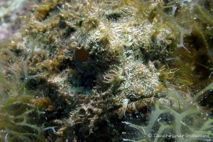 2015_Curacao_PICT0730