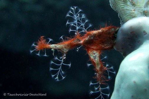 2015_Curacao_PICT0750