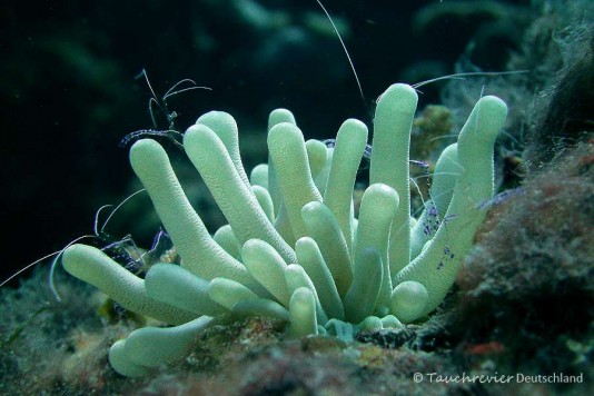 2015_Curacao_PICT0753