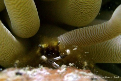 2015_Curacao_PICT0773