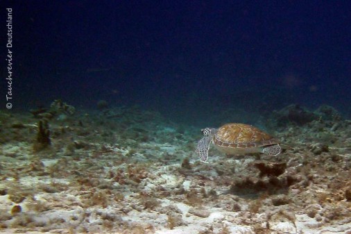 2015_Curacao_PICT0908