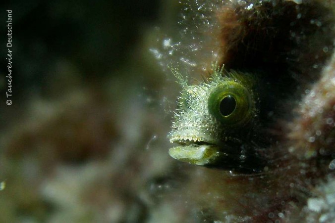 2015_Curacao_PICT0919