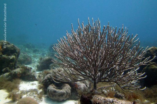 2015_Curacao_PICT0922