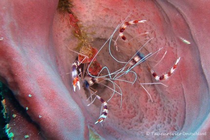 2015_Curacao_PICT0924