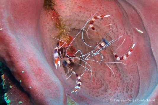 2015_Curacao_PICT0924